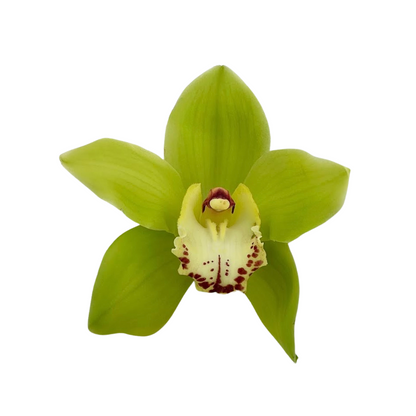 Orchid Cymbidium Green (SINGLE STEM)