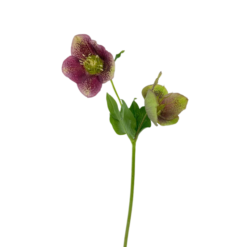 Helleborus Purple Bicolor