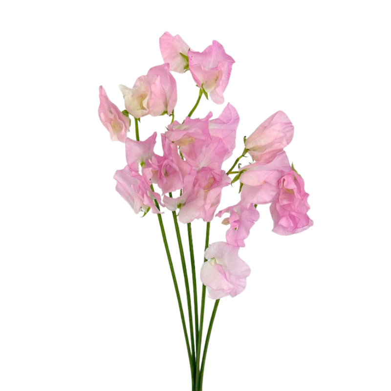 Sweet Pea Blush