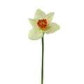 Daffodil White Bicolor