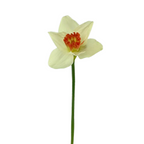 Daffodil White Bicolor