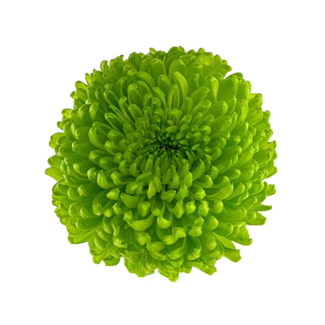 Chrysanthemum Cremone Green (10 Stems)