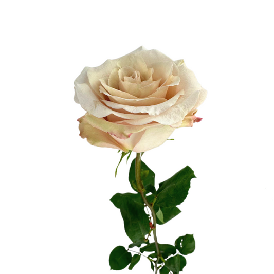 ROSE BEIGE QUICKSAND (25 STEM BUNCH)