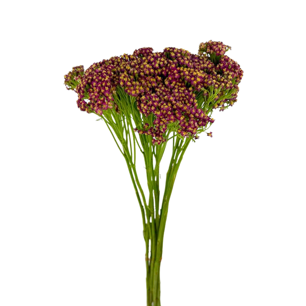 Yarrow Red (10 stems)