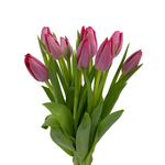 Tulips Hot Pink (10 stems)