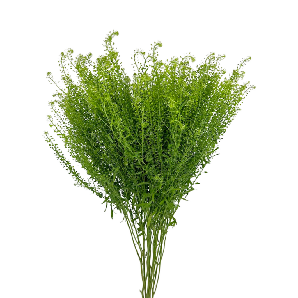 Lepidium (10 Stems)