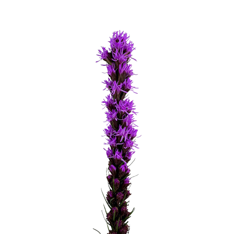 Liatris (10 stems)