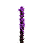 Liatris (10 stems)