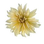 Dahlia Cream (5 Stems)