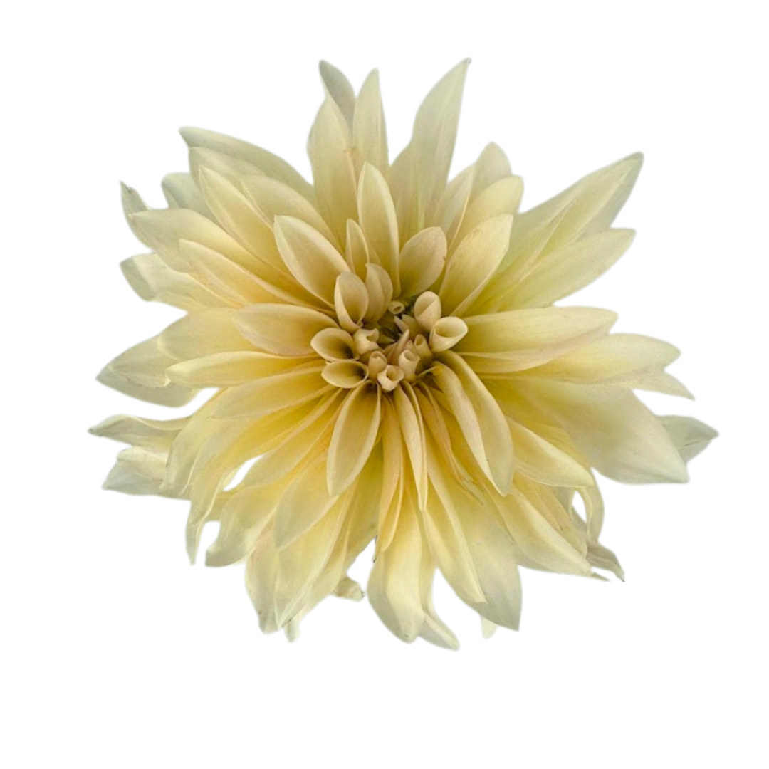 Dahlia Cream (5 Stems)