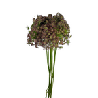 Queen Anne's Lace Chocolate (10 Stems)