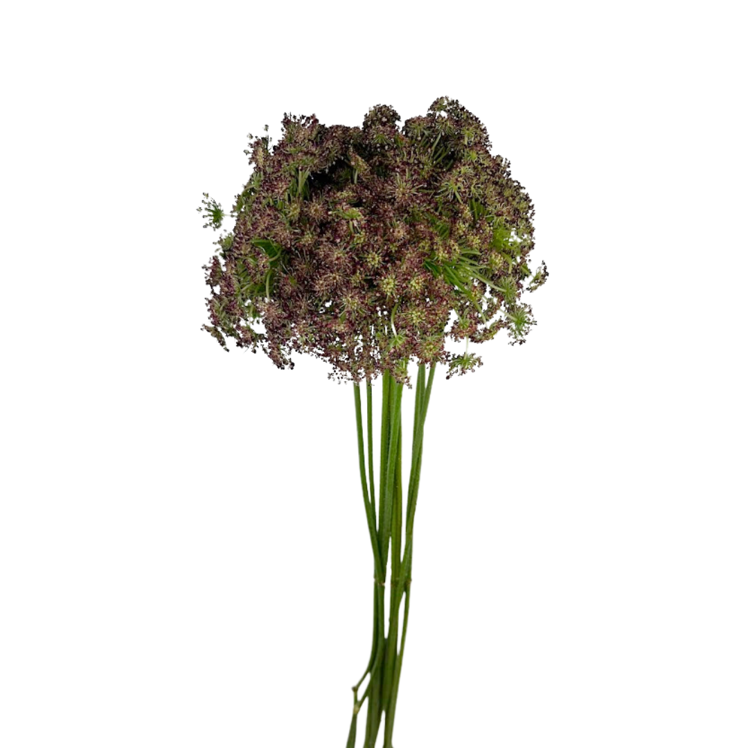 Queen Anne's Lace Chocolate (10 Stems)