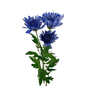 Pom Cushion Bluocean Purple Sapphire (7 stem bunch)