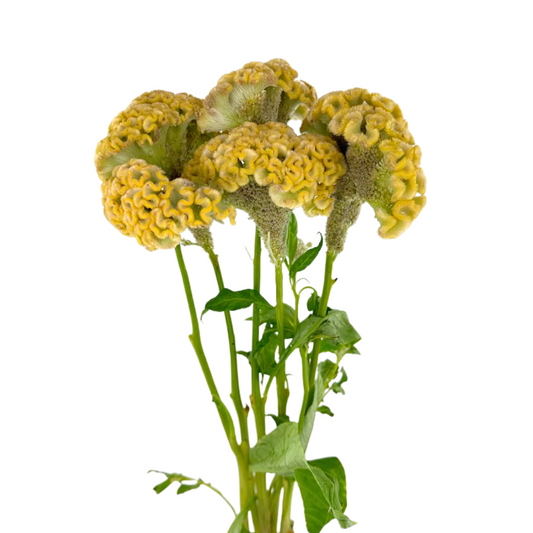 Celosia Coxcomb Yellow (10 stem bunch)