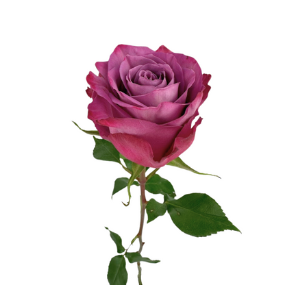 ROSE LAVENDER PIACERE (25 STEM BUNCH)