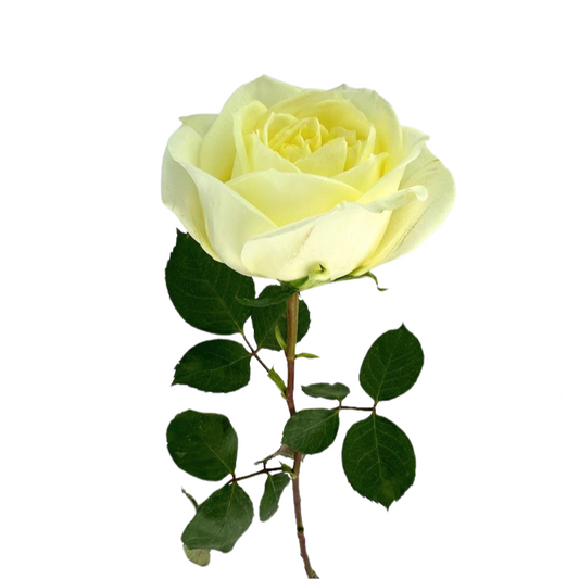 ROSE WHITE POLO (25 STEM BUNCH)