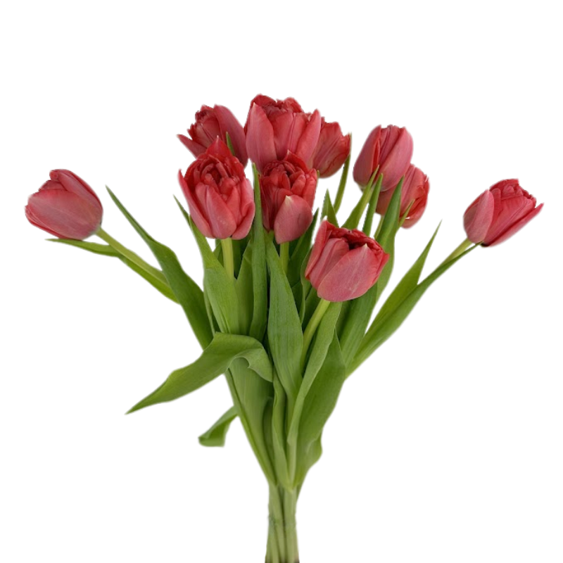 Tulip Double Red