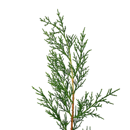 Cypress