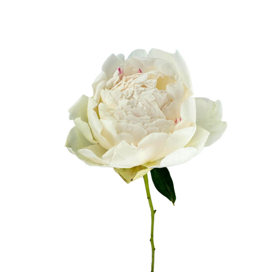Peony White (5 stems)