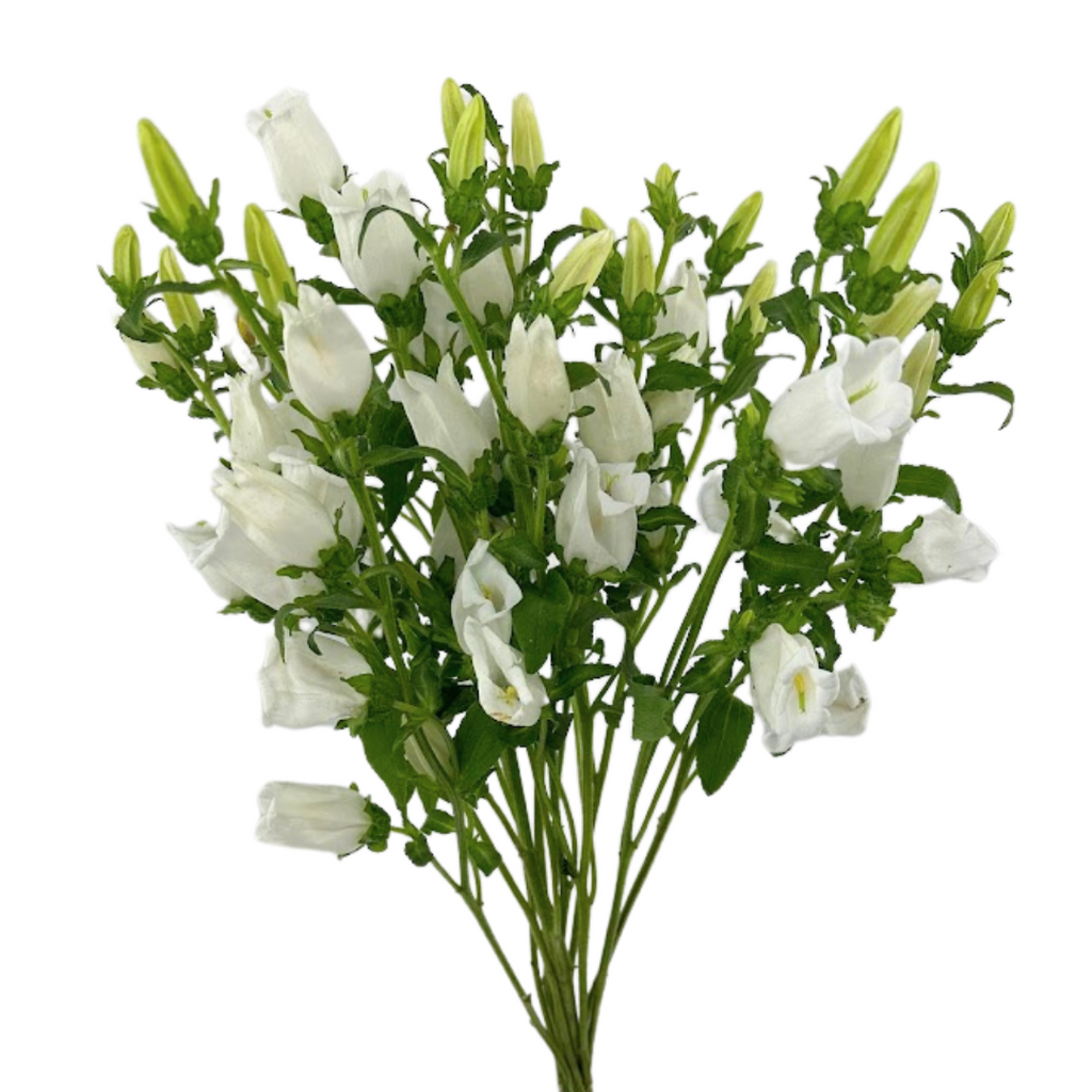 Campanula White (5 Stems)