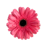 Gerbera Dark Center Medium Pink (10 stems)