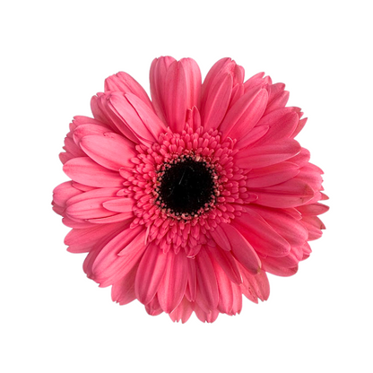 Gerbera Dark Center Medium Pink (10 stem bunch)