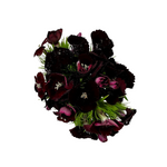 Dianthus Burgundy (10 Stems)