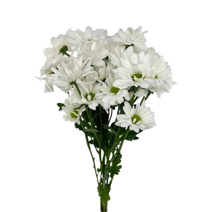 Pom Daisy White (7 stem bunch)