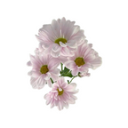 Pompom Daisy Light Pink (7 stems)