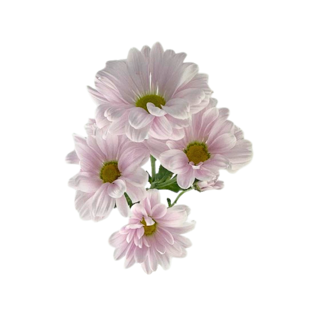Pompom Daisy Light Pink (7 stems)