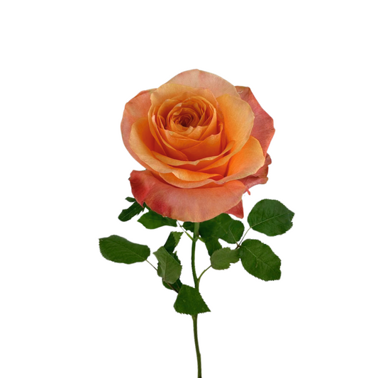 ROSE ORANGE TWILIGHT (25 STEM BUNCH)