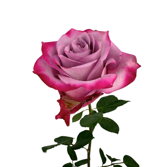 ROSE LAVENDER DEEP PURPLE (25 STEM BUNCH)