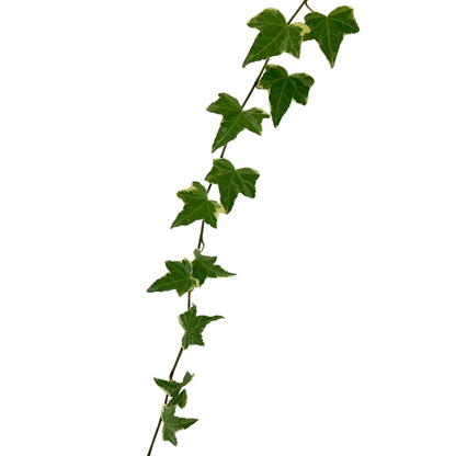 Ivy Vine Variegated (10 stem bunch)