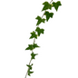 Ivy Vine Variegated (10 stem bunch)