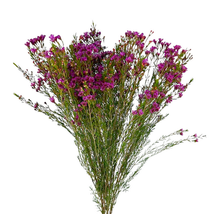 Waxflower Dark Pink (6 stem bunch)