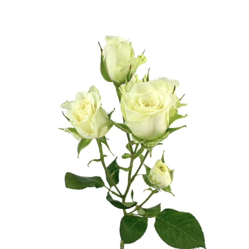 Spray Roses White (10 stems)
