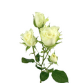Spray Roses White (10 stems)