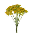 Yarrow Yellow (10 Stems)