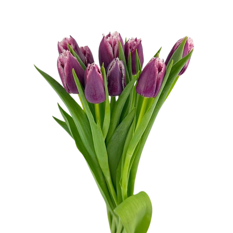 Tulip Frill Bicolor Purple San Martin