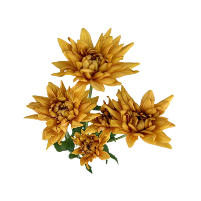 Pompom Cushion Bronze (7 stems)