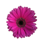 Gerbera Dark Center Hot Pink (10 stems)