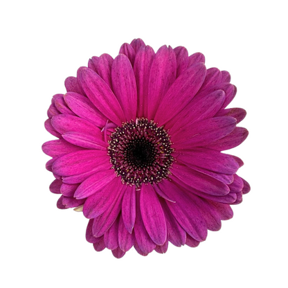 Gerbera Dark Center Hot Pink (10 stem bunch)