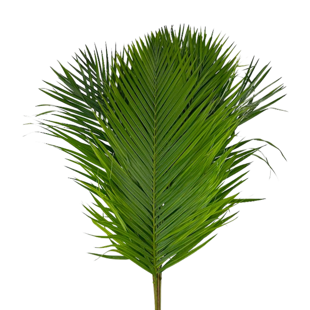 Areca Palm