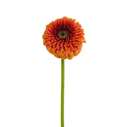 Gerbera Gerrondo Peach (10 stem bunch)