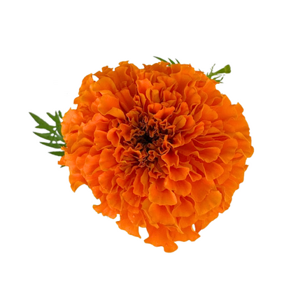 Marigold Orange (10 stem bunch)