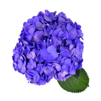 Hydrangeas Tinted Lavender