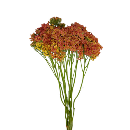 Yarrow Orange (10 stem bunch)