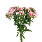 Dianthus Bicolor Light Pink