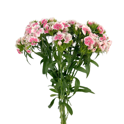 Dianthus Bicolor Light Pink (10 stem bunch)