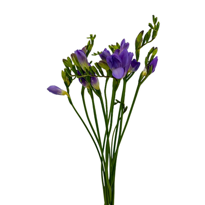 FREESIA LAVENDER (10 STEM BUNCH)